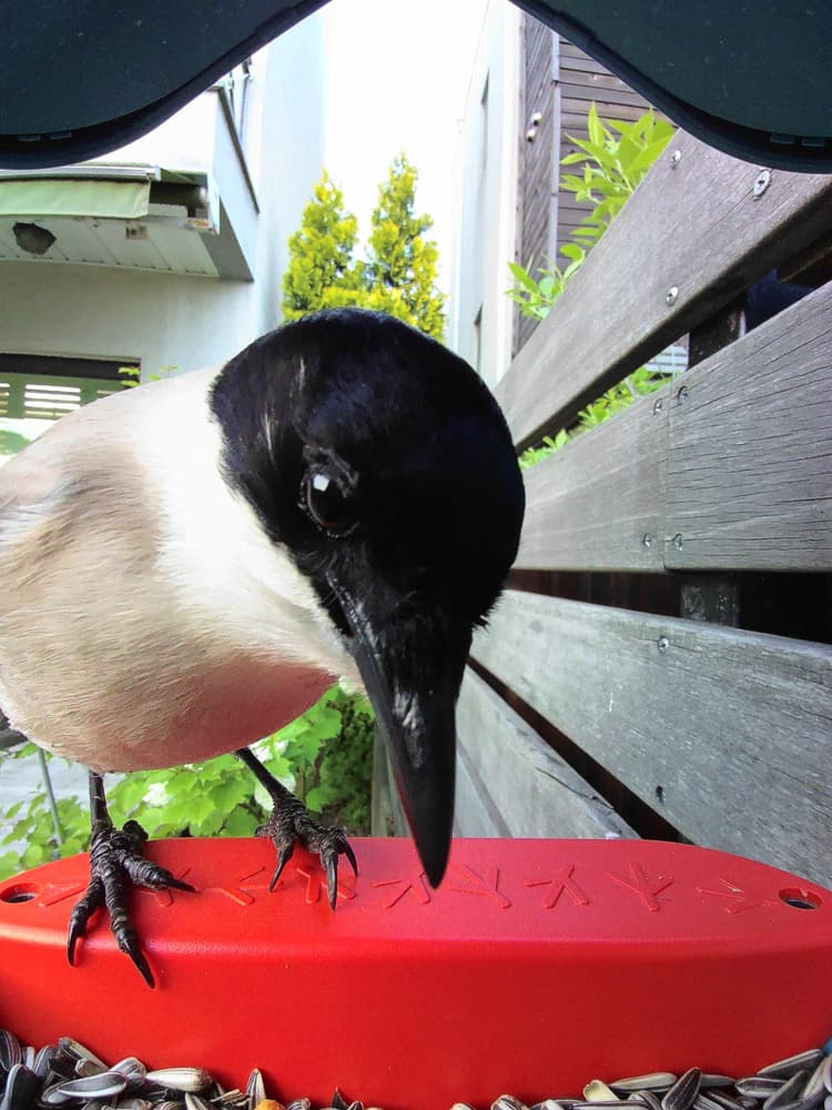General Azure-Winged Magpie comparison