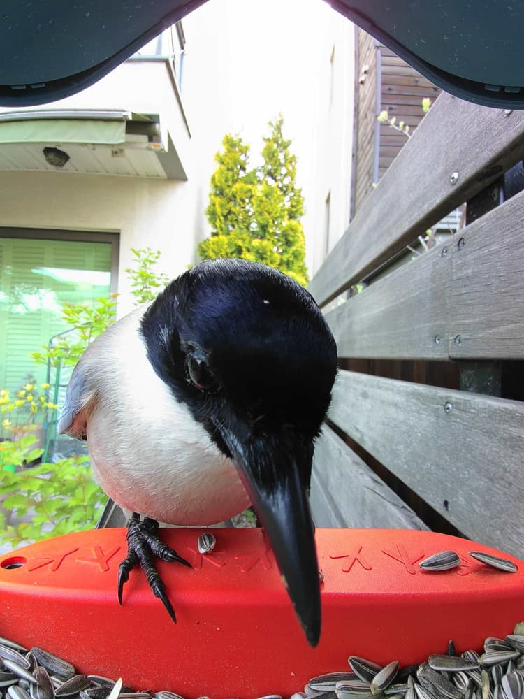 General Azure-Winged Magpie comparison