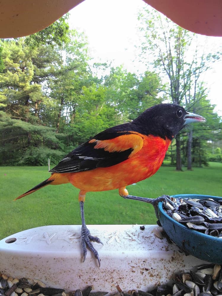 General Baltimore Oriole comparison