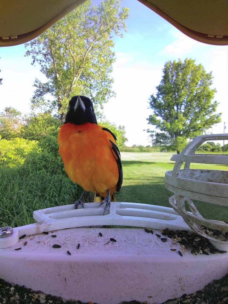 General Baltimore Oriole comparison