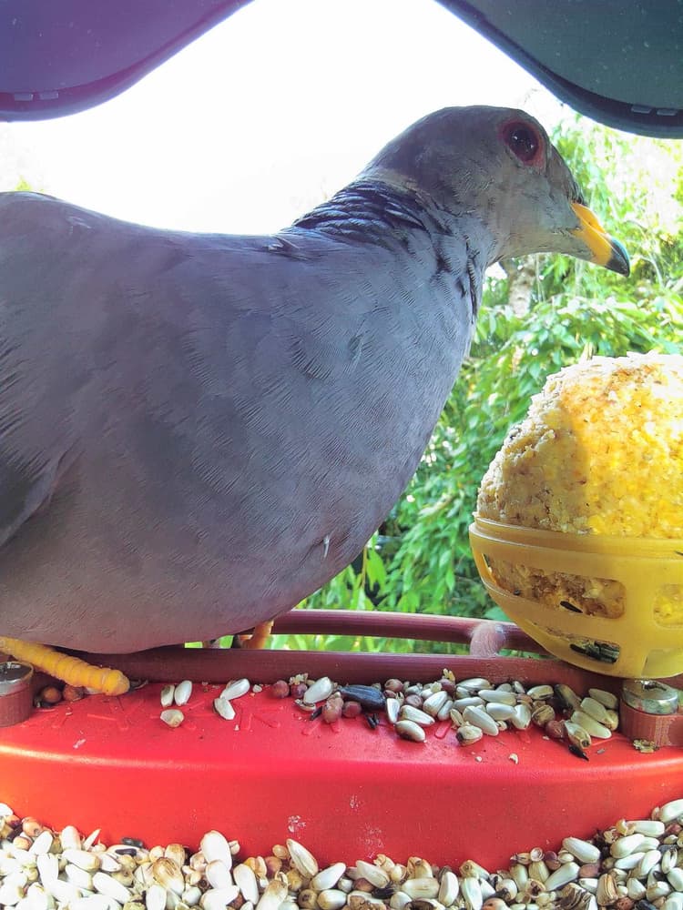 General Band-Tailed Pigeon comparison