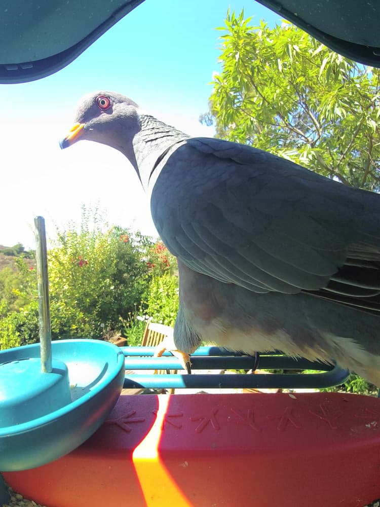 General Band-Tailed Pigeon comparison