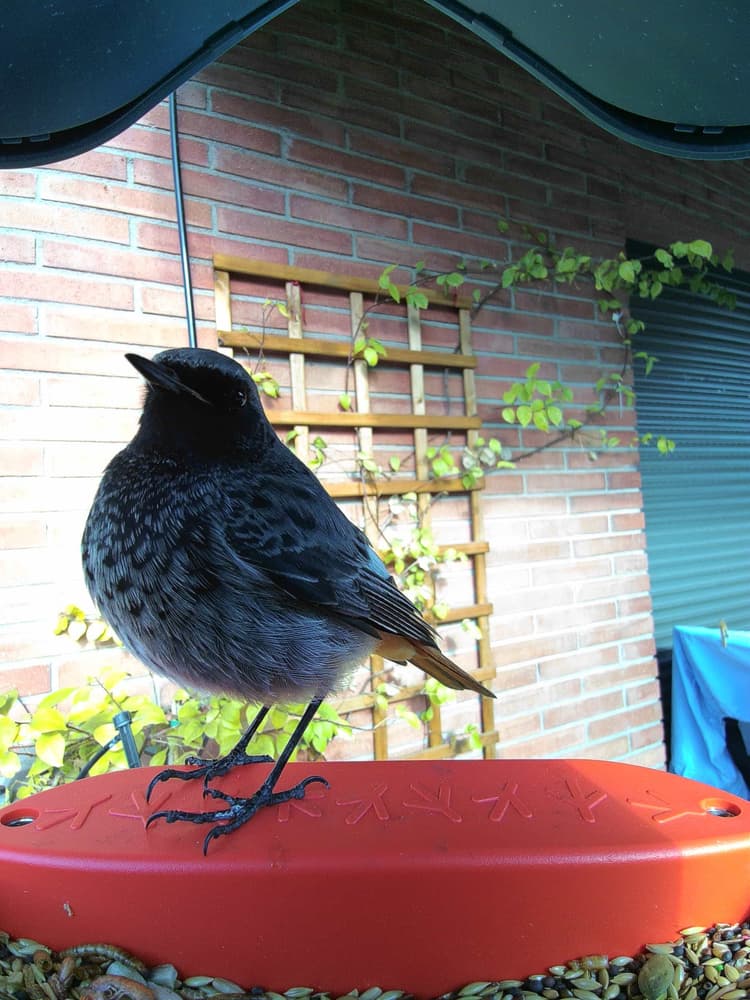 General Black Redstart comparison