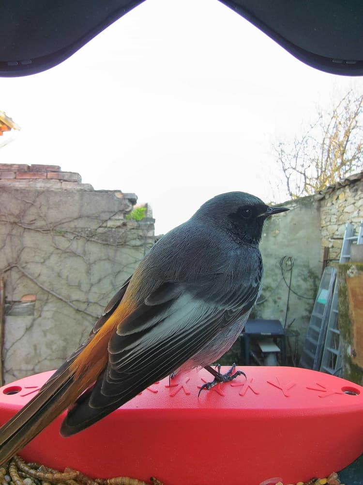 General Black Redstart comparison