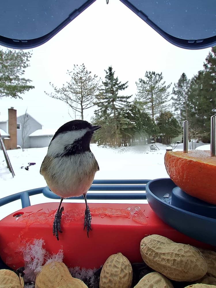 General Black-Capped Chickadee comparison