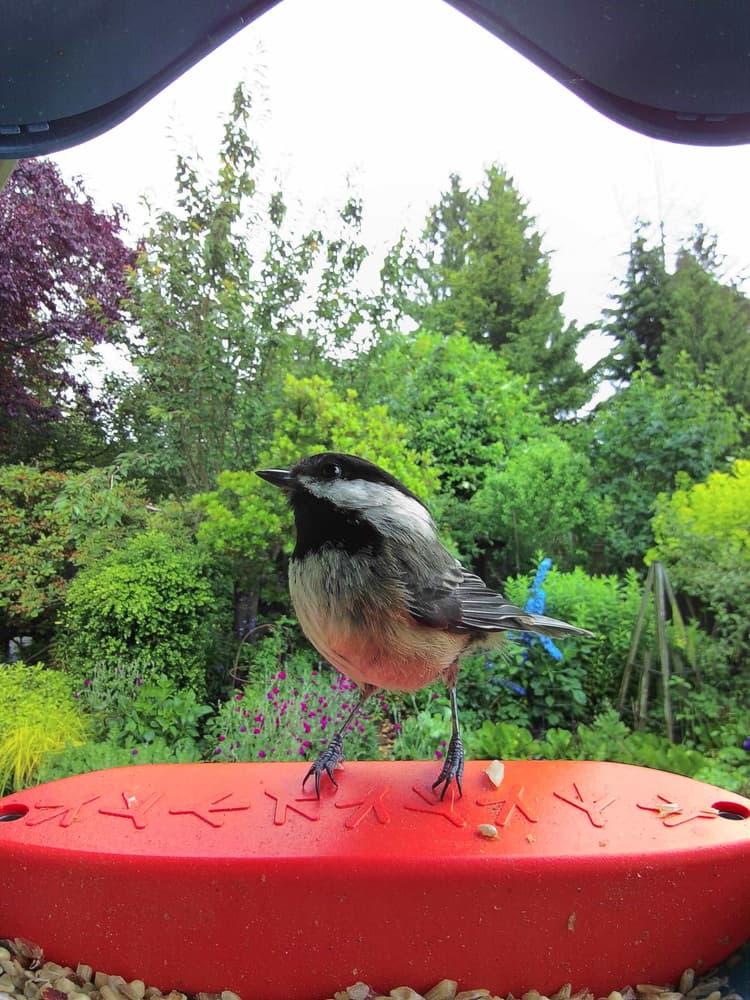 Adult female Black-Capped Chickadee