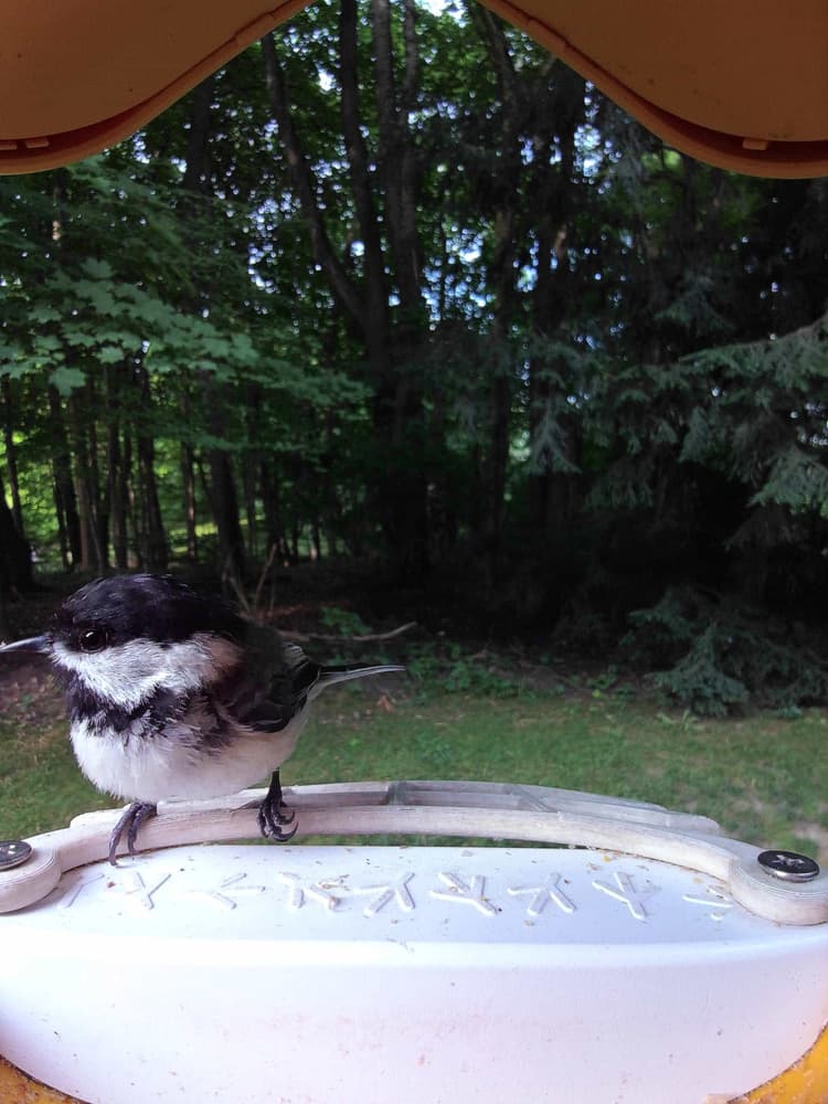 Juvenile Black-Capped Chickadee