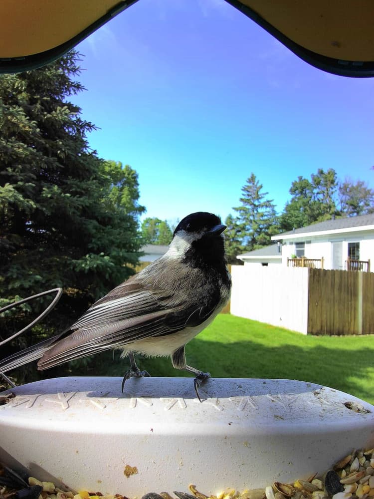 Adult male Black-Capped Chickadee