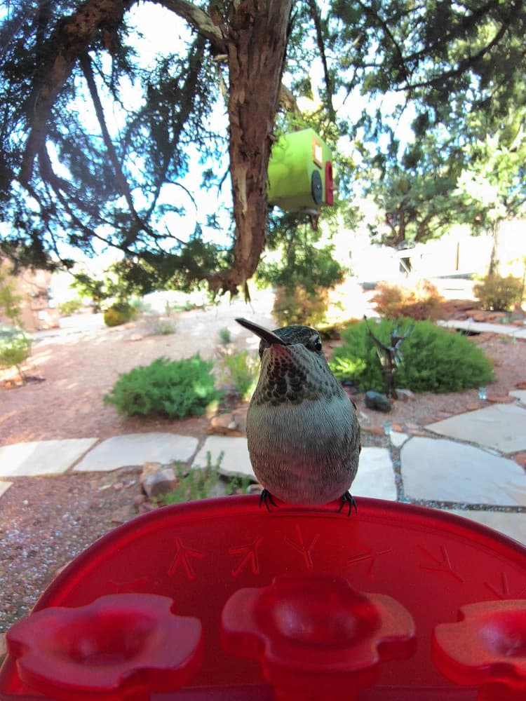 General Black-Chinned Hummingbird comparison