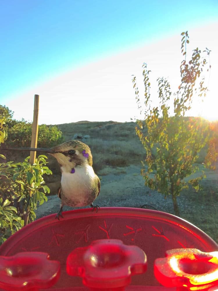 General Black-Chinned Hummingbird comparison