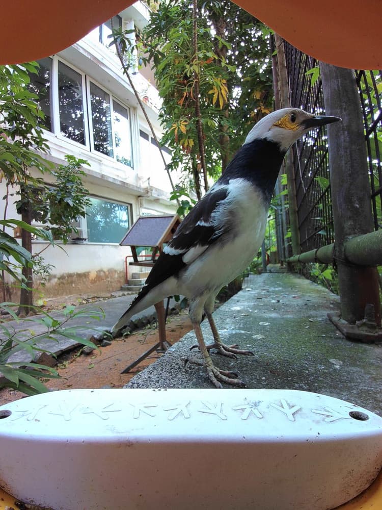 General Black-Collared Starling comparison
