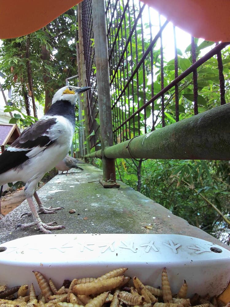 General Black-Collared Starling comparison