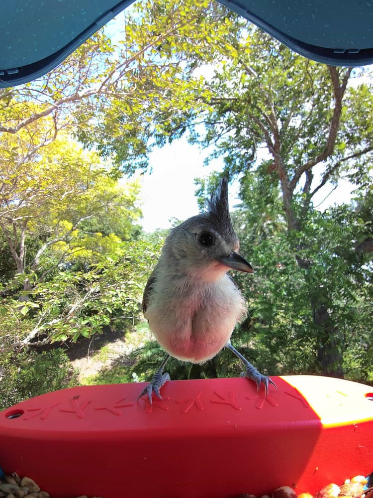 General Black-Crested Titmouse comparison