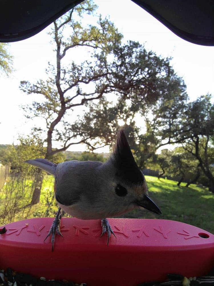 General Black-Crested Titmouse comparison