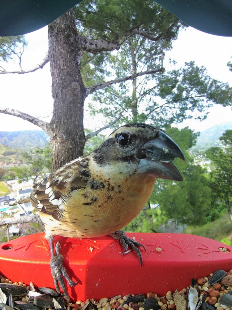 General Black-Headed Grosbeak comparison