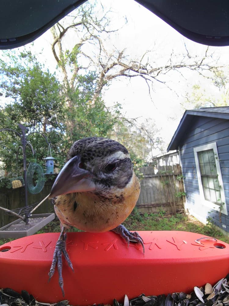 General Black-Headed Grosbeak comparison