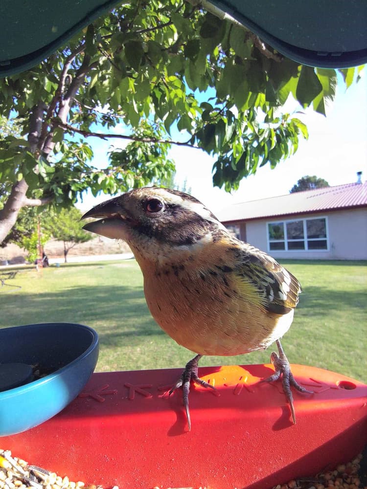 Adult female Black-Headed Grosbeak