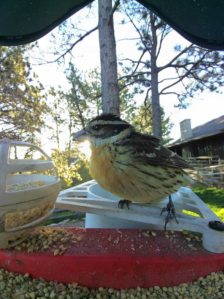 Juvenile Black-Headed Grosbeak