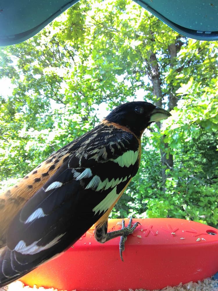 Adult male Black-Headed Grosbeak