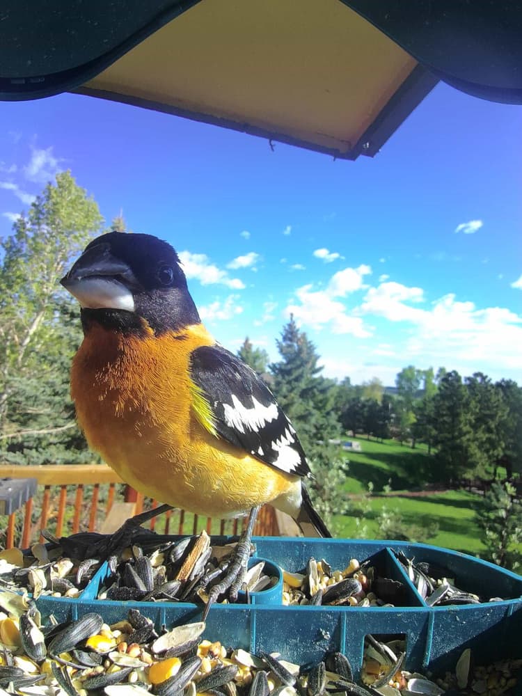 Adult male Black-Headed Grosbeak