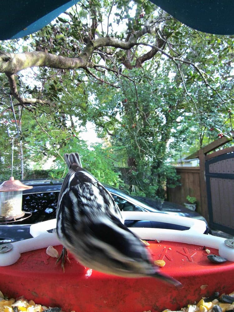 General Black-and-White Warbler comparison