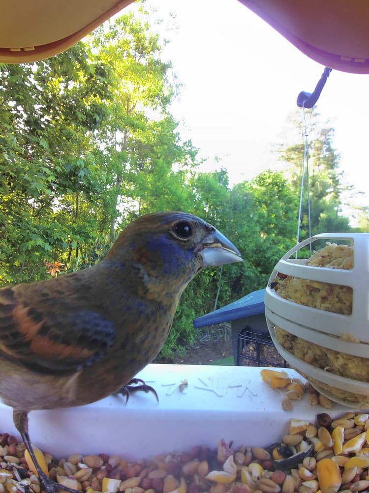 General Blue Grosbeak comparison