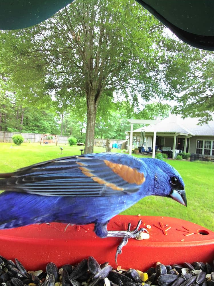 General Blue Grosbeak comparison