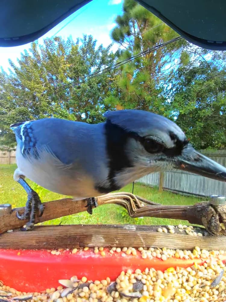 General Blue Jay comparison