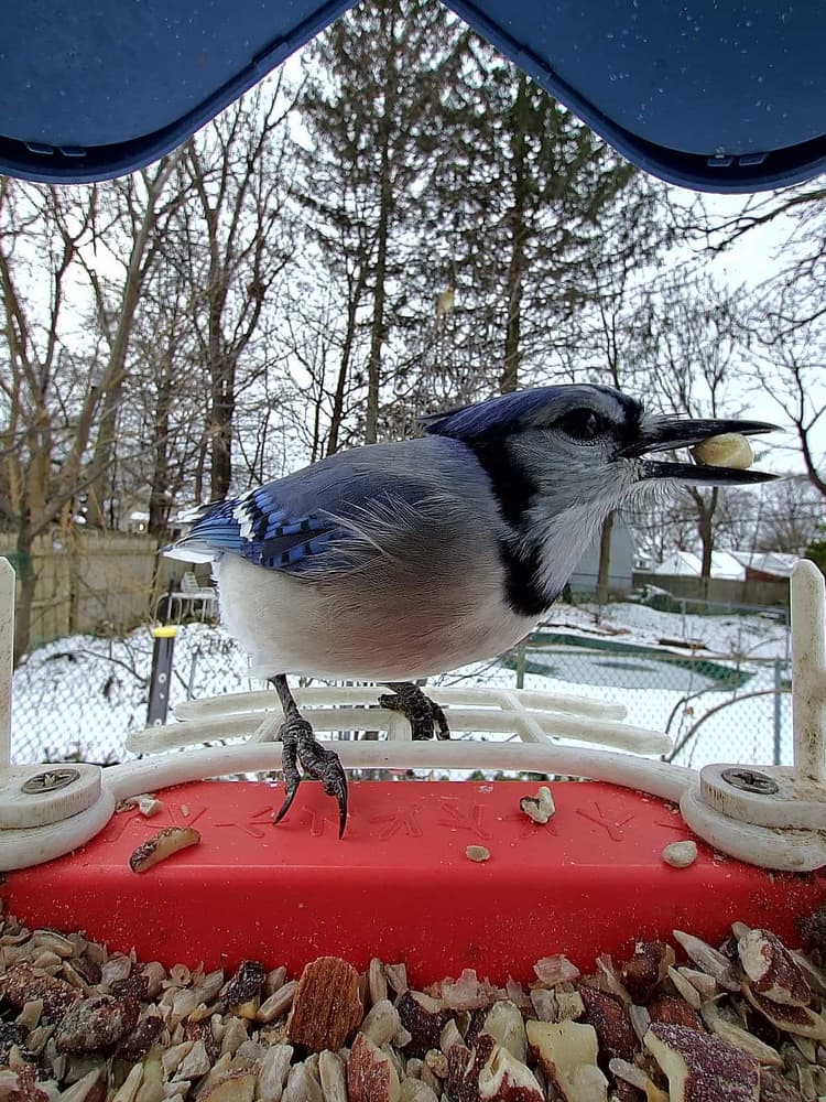 General Blue Jay comparison