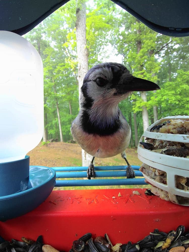 Juvenile Blue Jay