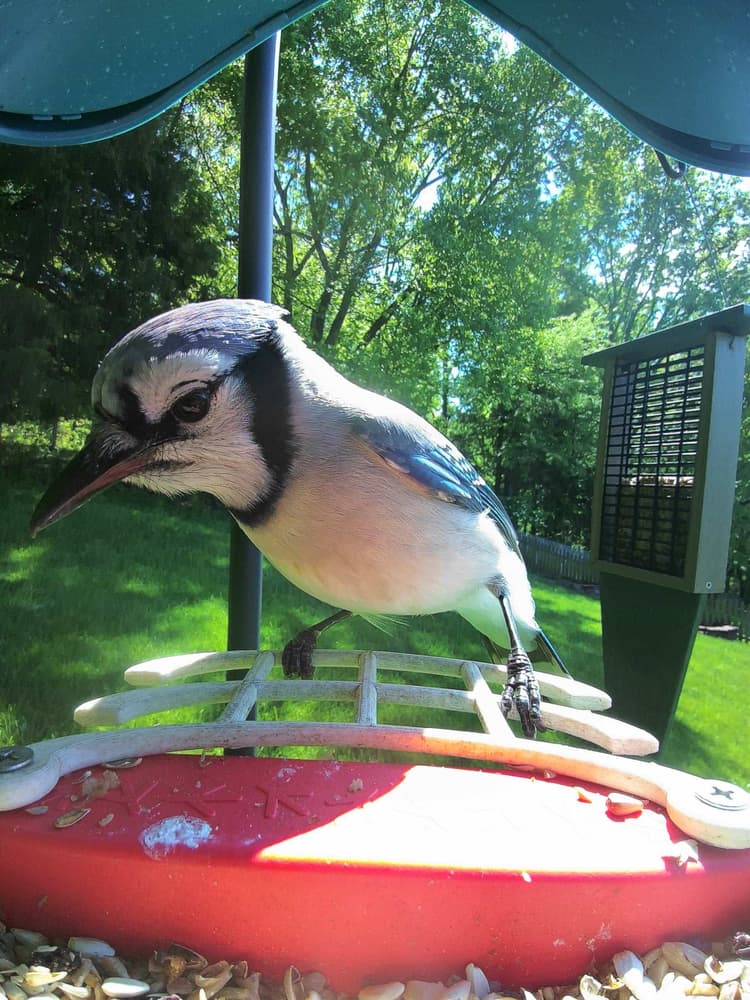 Adult male Blue Jay