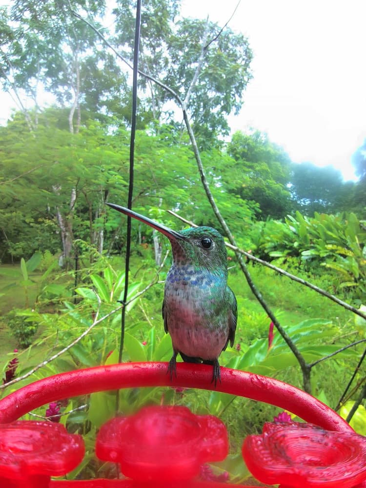 General Blue-Chested Hummingbird comparison