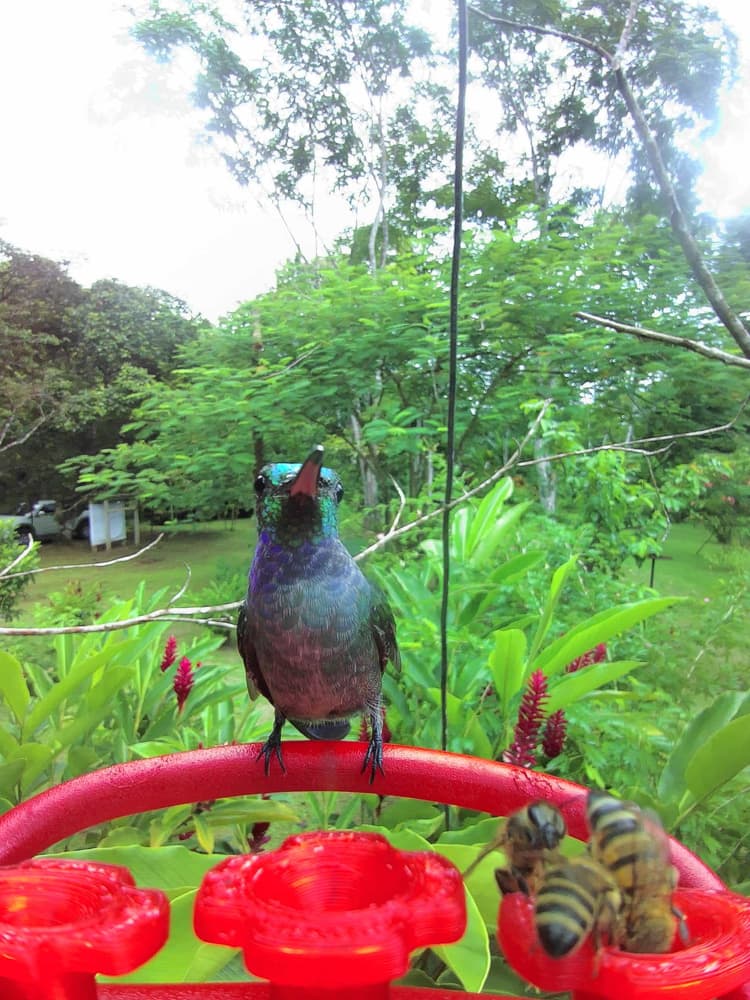 General Blue-Chested Hummingbird comparison