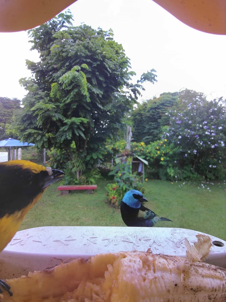 General Blue-Necked Tanager comparison