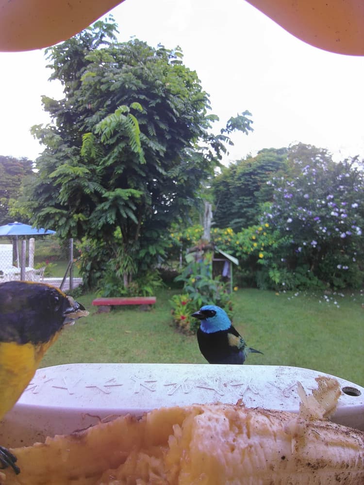 General Blue-Necked Tanager comparison