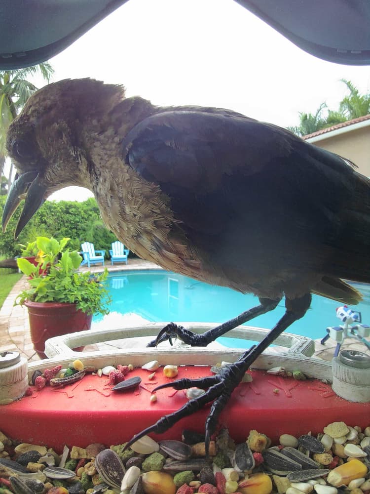General Boat-Tailed Grackle comparison