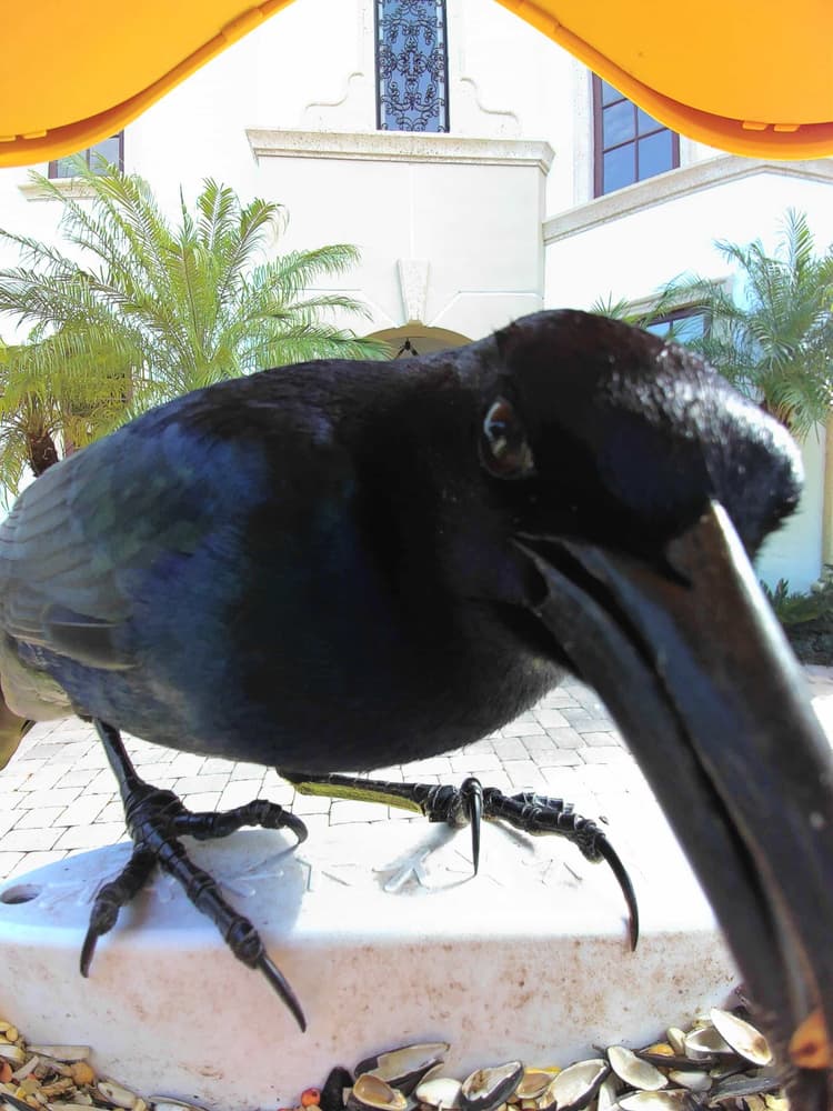 General Boat-Tailed Grackle comparison