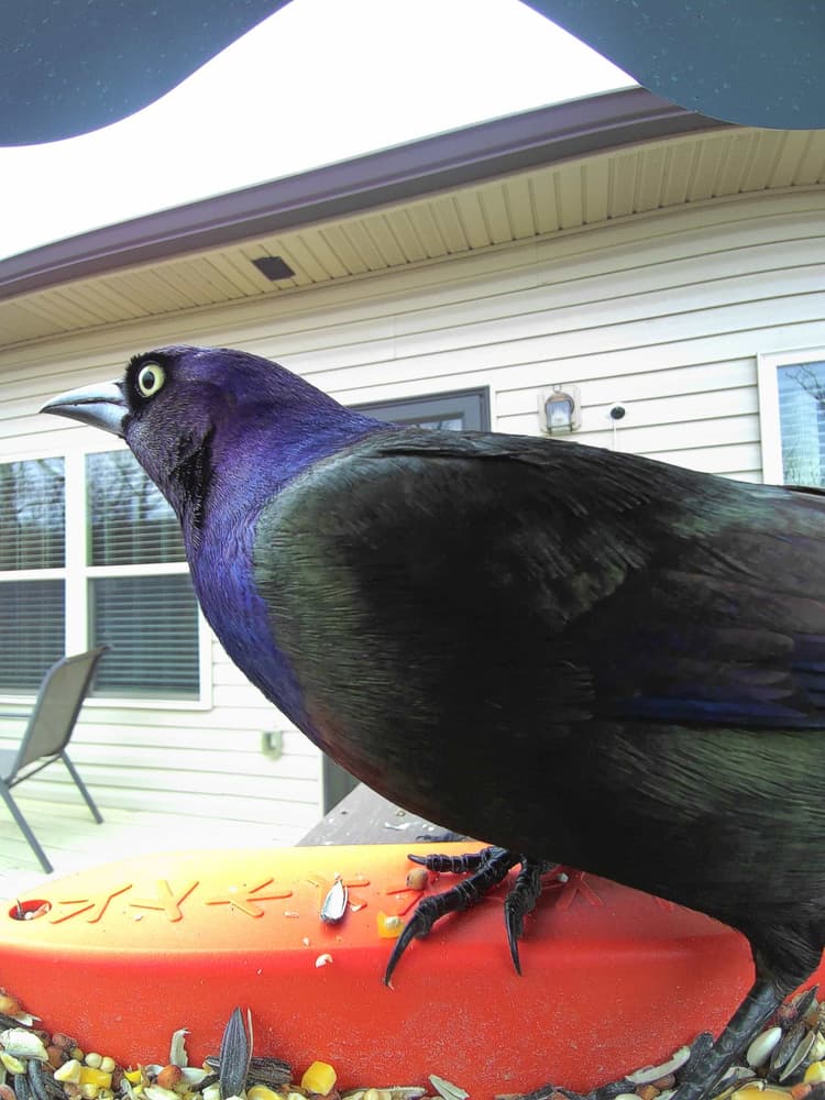 General Brewer’s Blackbird comparison