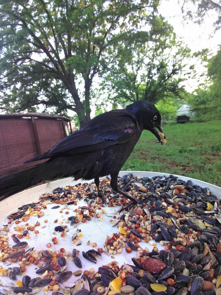 General Brewer’s Blackbird comparison