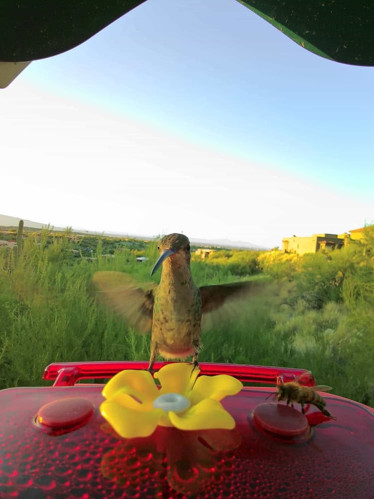 General Broad-Billed Hummingbird comparison