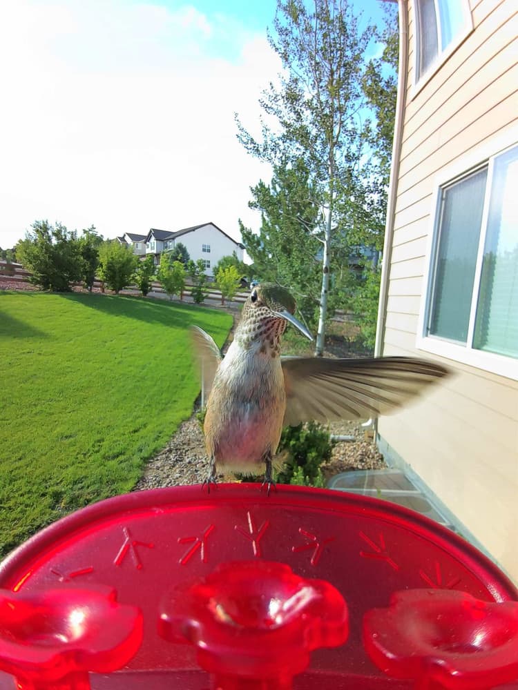 General Broad-Tailed Hummingbird comparison