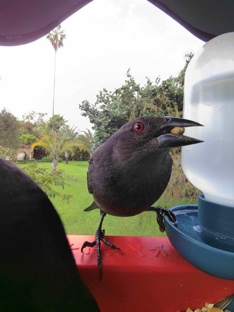 General Bronzed Cowbird comparison