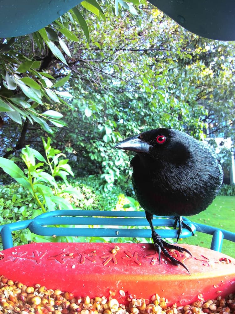 General Bronzed Cowbird comparison
