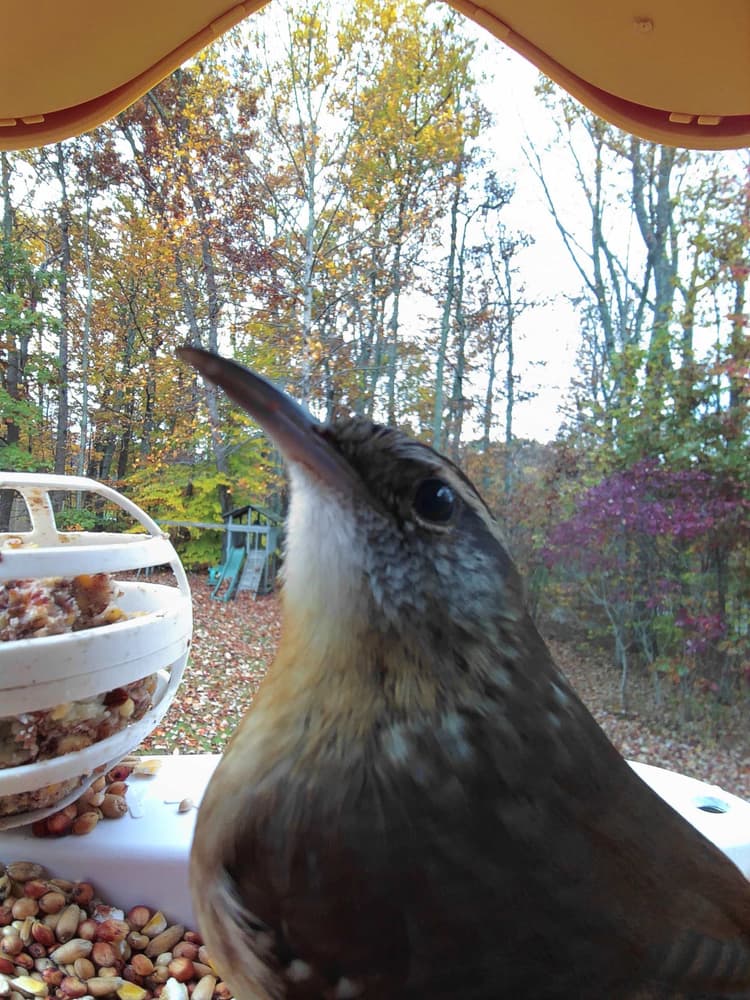 General Brown Creeper comparison