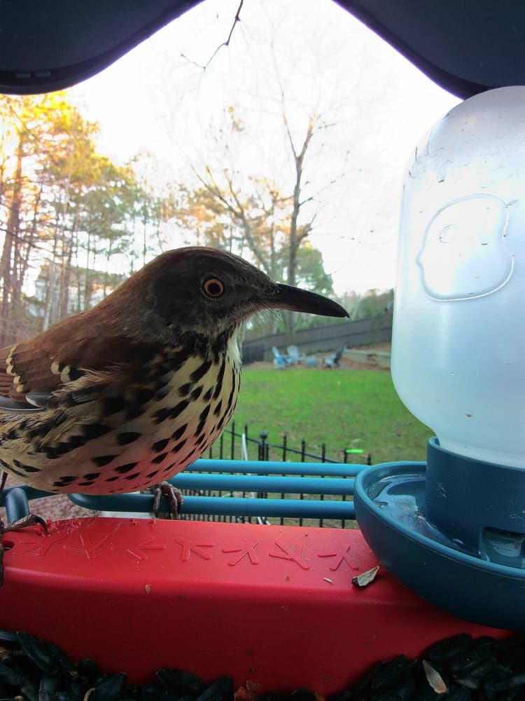 General Brown Thrasher comparison