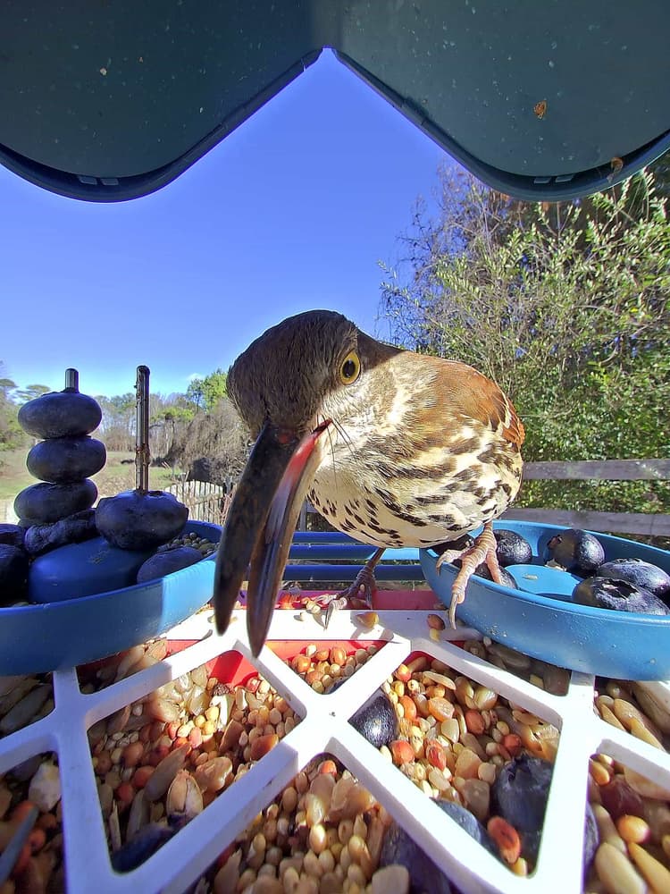 General Brown Thrasher comparison
