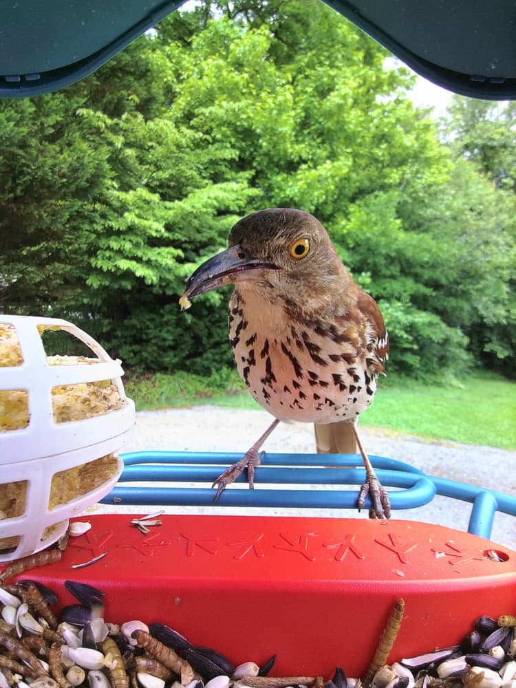 Adult female Brown Thrasher