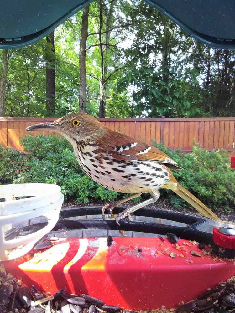 Adult male Brown Thrasher