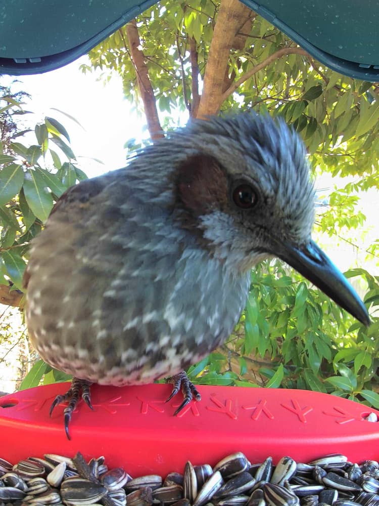 General Brown-Eared Bulbul comparison