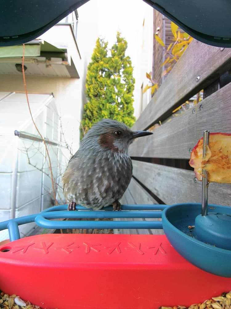 General Brown-Eared Bulbul comparison